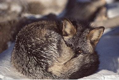 《诡野西部: 决定版》将登陆Switch 发售日期暂未公布